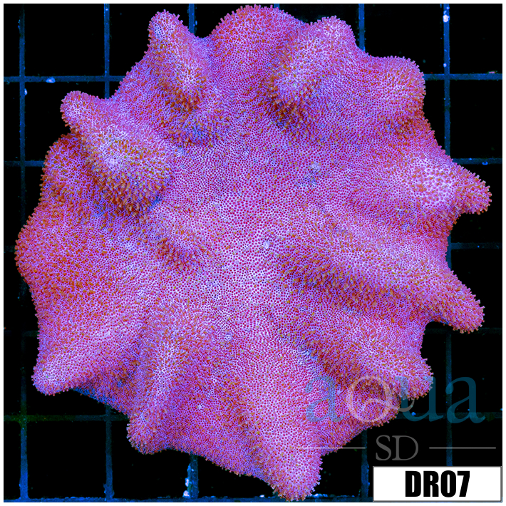 Corals - Softies - Leathers - Aqua SD